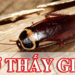 mơ thấy gián