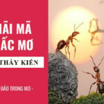 mơ thấy kiến