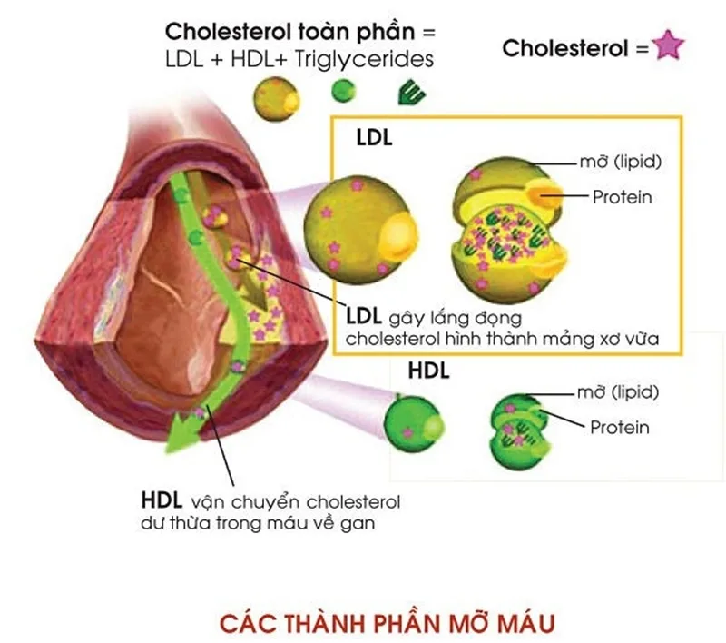 mo mau cao la gi
